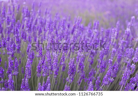 Sunset gleam over purple flowers of lavender. Bushes on the center of picture and sun light on the left. Provence region of france.