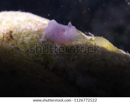 Nudibranch Mauve jorunna-jorunna sp., Rock Pool,Bronte Beach, Sydney, NSW

