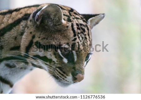 portrait of the ocelot, photograph  very close of the Leopardus pardalis