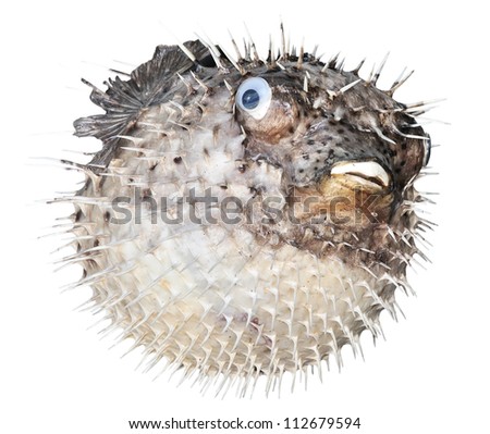 Scarecrow of a sea hedgehog on a white background Royalty-Free Stock Photo #112679594