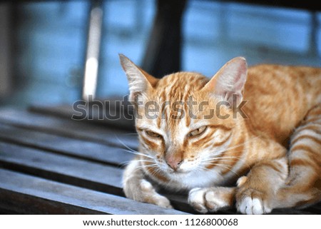 A closeup image of cat