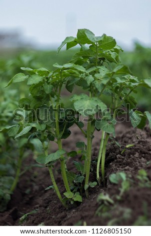green healthy leaves of young potato plant