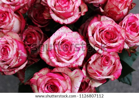 roses in speckles