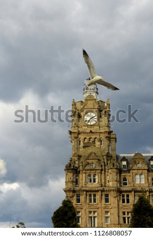 Seagull in Edinburgh