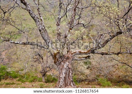 Old picturesque tree trunk. Nature background. Horizontal landscape