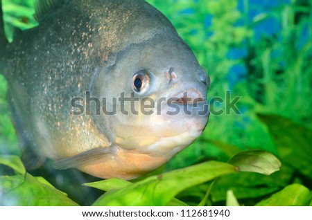 piranha fish in aquarium
