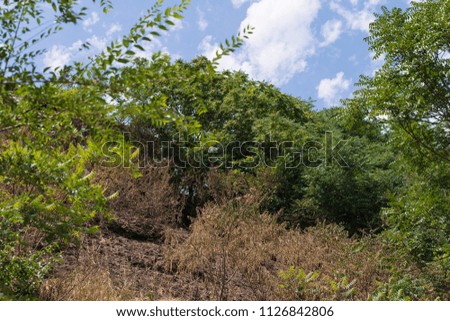 trees growing on the slope of a mountain by the river, Dry and still green growing in a strong sultry heat under a blue sky