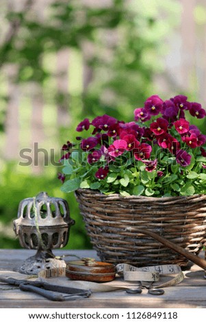 Garden scene with pansies in old wicker basket, antique string twine holder, garden authentic rustic tools on aged wooden table on fence background, vertical photo, outdoor and space, natural light