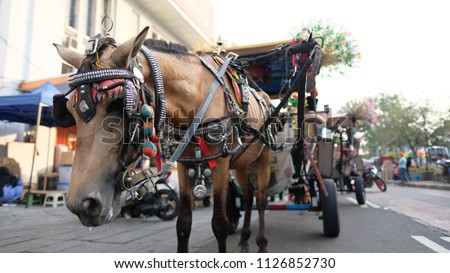 horse for public transport