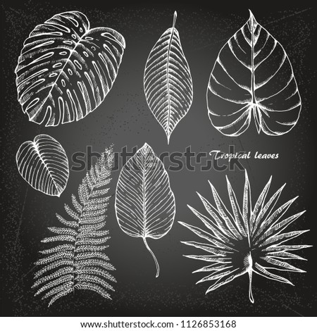 Tropical leaves set. Sketches of tropical leaves for your design on chalk-board