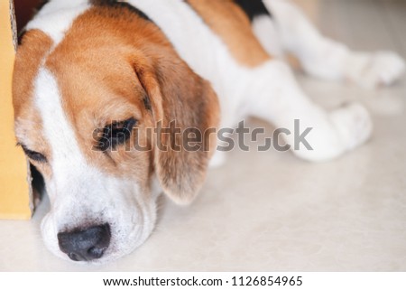 Sleepy beagle dog lying on the floor
