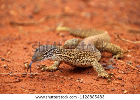 A big sand goanna (Varanus gouldii, Gouldswaran)  with a black splitted tongue walking and moving in the Australian wilderness of the red desert, taking a sunbath or looking for food. Selective focus Royalty-Free Stock Photo #1126865483
