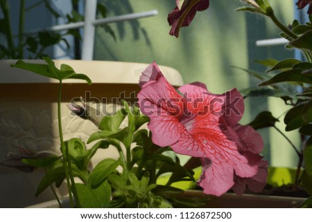 Beautiful pink petunia flower in sunny summer day. Balcony greening. 