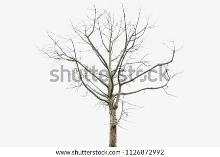 Tree dry isolated on white background.