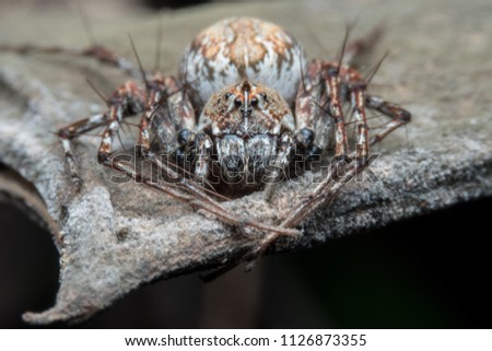 Spiders (order Araneae) are air-breathing arthropods that have eight legs and chelicerae with fangs that inject venom. They are the largest order of arachnids and rank seventh in total species diversi