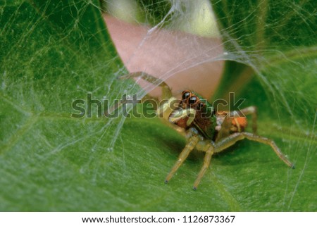 Jumping spiders are a group of spiders in the family Salticidae, which is considered to be the most populous spider family. There are more than 5,000 species and is divided into more than 500 species,