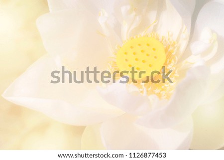 Soft screen Closeup on White lotus with copyspace