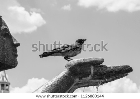 Birds bathe in the water and drink from the city fountain. Beautiful sculpture. Raven and the dove. Photo taken with natural light. Black-and-white picture.