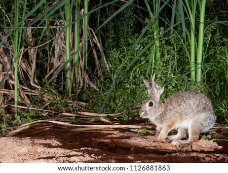 A cottontail rabbit with a big piece of one ear missing is hopping past some cattail reeds and other marsh plants after getting a drink.