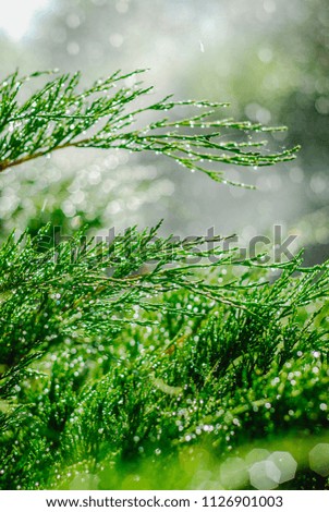 Drops of dew on juniper. Green juniper branches in the summer sun. Outdoor shooting with green blur and bokeh in garden background