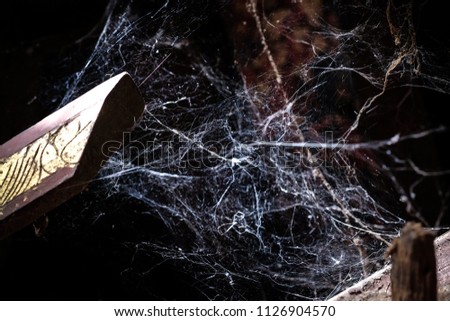 Spider web close-up on dark background.