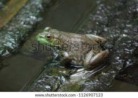 Marsh frog sits on a green leaf.
