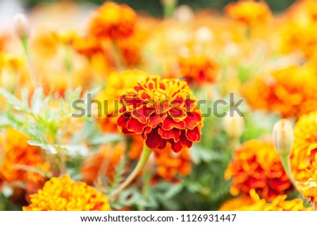 Marigolds of small color
