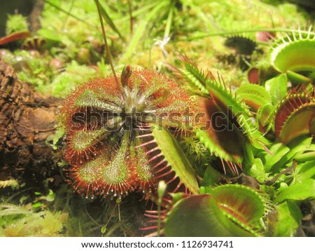 Carnivorous Plants Closeup