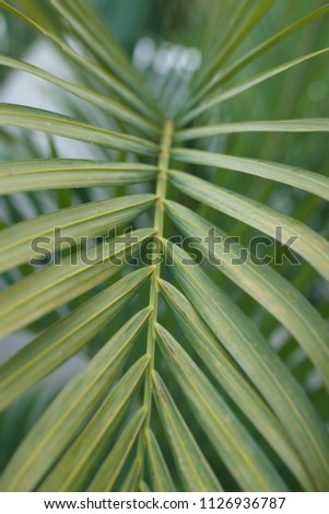 Leaf of palm tree: closeup from above