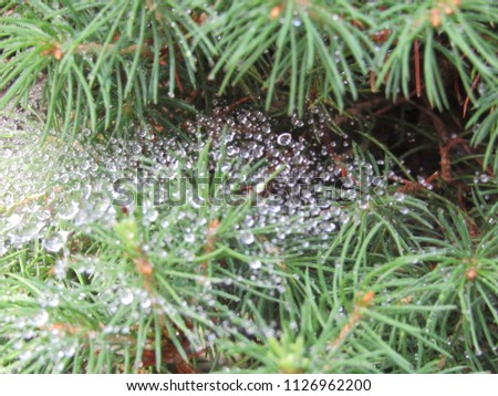 Water droplets on a spider web in an evergreen tree after a rain storm