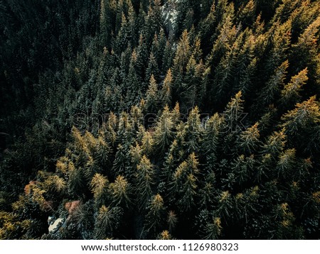 Bird's eye, aerial view of forest covered with snow