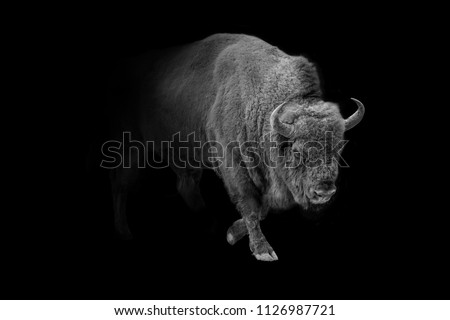 american bison, buffolo walking out of the dark into the light, animal wildlife digital art