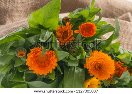 Marigold - Calendula flower close up detail