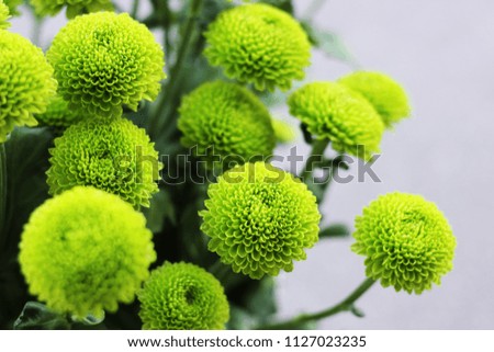 chrysanthemum Feeling Green