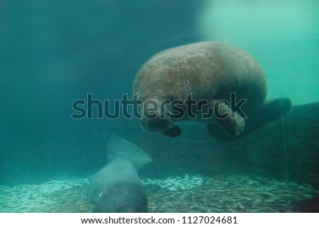 Florida manatee also called the West Indian manatee or sea cow Trichechus manatus swims in brackish water.