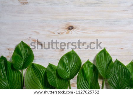 White old wooden background with beautiful fresh hosta leaves. Vintage mockup. Top view. Flat lay. Border design.