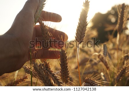 the male hand touches the wheat