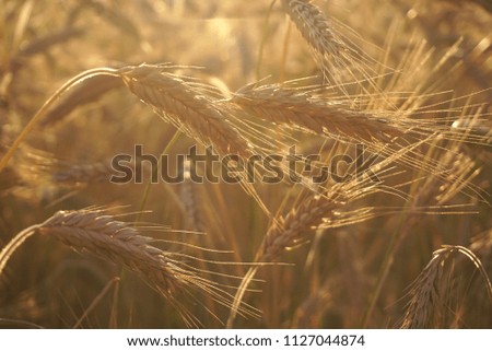 field of yellow wheat