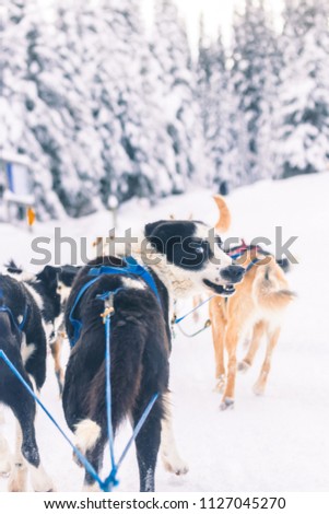 Dog sledding In Canada