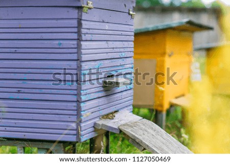 
purple wooden beehive for bees on a meadow in the village.