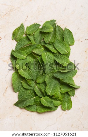 Mint leaves flat lay. Green aromatic herb still life