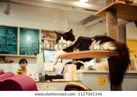 Black and white Cat lies at the cat cafe in Seoul, Korea