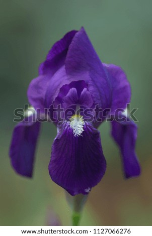 Iris flower under narrow depth of field.