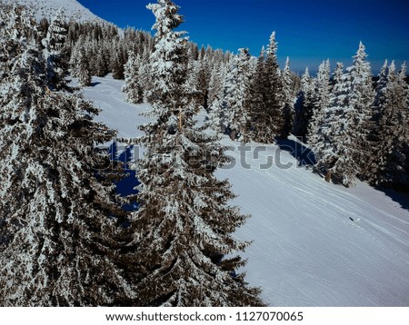 Birdâ€™s eye, aerial view of forest covered with snow
