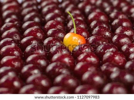 Fresh sweet shiny summer cherries with the drops of water