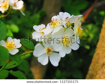 flowers of many flowered rose, Rosa multiflora, Royalty-Free Stock Photo #1127101175
