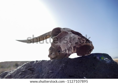  Picture of the Dry Goat Skull Bone