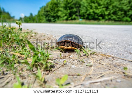 Painted Turtle Beside The Road