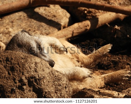 relaxing meerkat sleeping on a rock