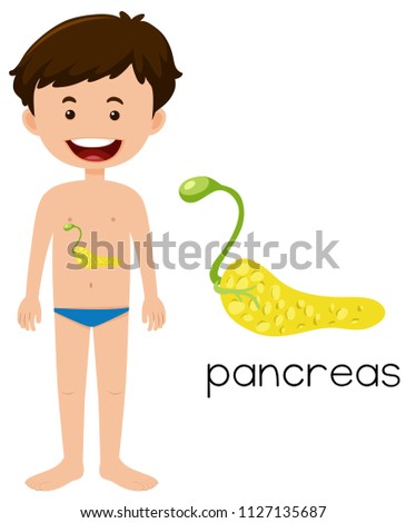 A Human Pancreas Anatomy illustration